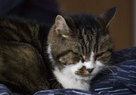 Cat thumb Cat