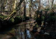 River thumb River running through the forest