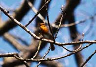 Robin thumb Robin in a tree