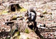 Squirrel thumb Squirrel in the forest