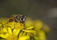 animals 151 Bee on a flower 2