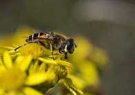 animals 16 Bee on a flower 3