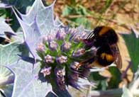 animals 20 Bee on a flower 4