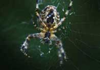 animals 29 Spider in a web