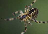 animals 31 Spider spinning a web