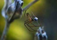 animals 33 Spider in a web 2