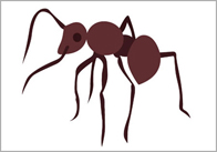 ant Ant
