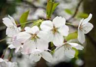 appletree 4 Apple tree blossom