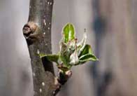 appletree 5 Apple tree bud
