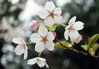 appletree 6 Apple tree blossom 2