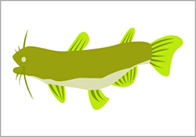 catfish Catfish