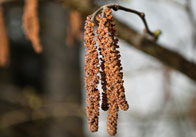 catkins thumb Catkins 2