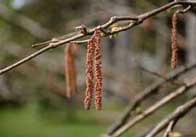 catkins Catkins