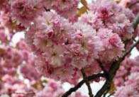 cherryblossom 2 Cherry blossom 2