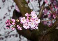 cherryblossom 6 Cherry blossom 3