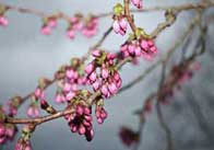 cherryblossom 7 Cherry blossom 4
