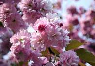 cherryblossom Cherry blossom 1