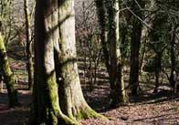forest Forest