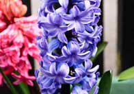 hyacynths 3 Blue Hyacinth