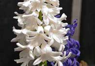 hyacynths 4 White Hyacinth