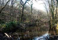 pond 2 River in winter