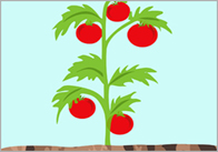 tomato plant Tomato plant