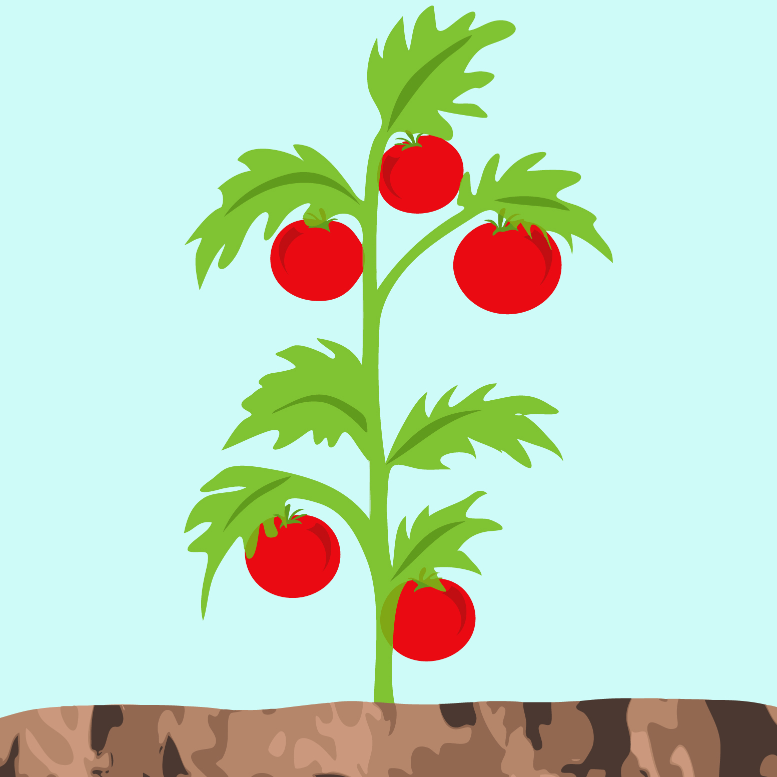 tomato plant clip art - photo #13