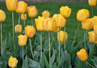 tulips 2 Yellow tulips 3
