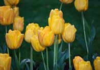 tulips 8 Yellow tulips