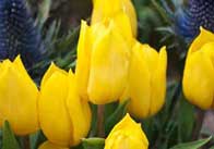 tulips Yellow tulips 2