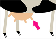 udder Udder