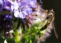 wasp 2 thumb Wasp
