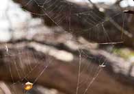 web Spiders web
