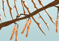 Catkins and pussywillows Catkins and pussywillows