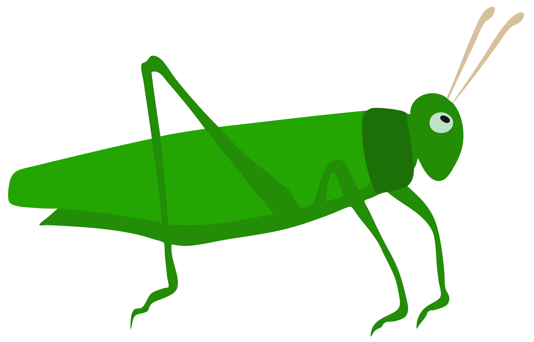 green grasshopper clipart - photo #20