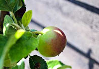 AppleTreepart2 Apple on a tree