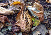 Autumn leaves 11 Autumn Leaves 1
