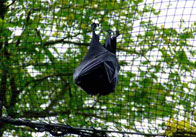 Bat Bat