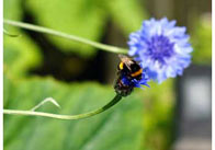 Bee 10 Bee on a Blue Flower 3