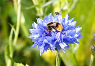 Bee 51 Bee on a Blue Flower