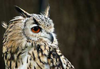 BengalEagleOwl1 Bengal Eagle Owl