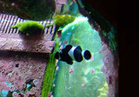 Black clownfish Black Clown Fish