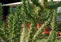 Cactus Cactus