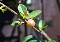 CherryTreepart2 3 Cherry Tree