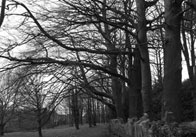Forest in winterblack and 1 Forest in Winter (Black and White)