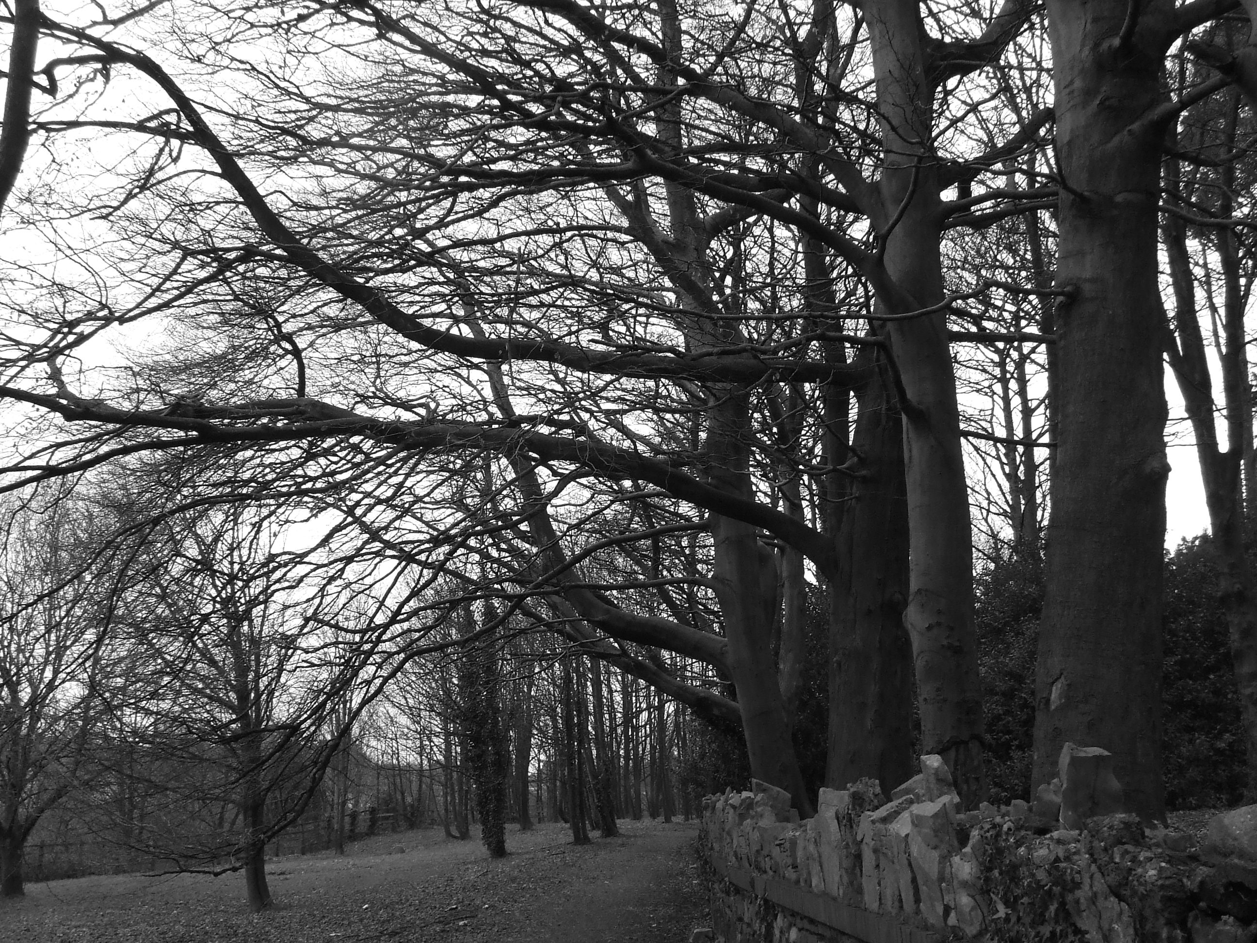 Forest in Winter (Black and White) | Free Early Years & Primary