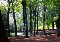 Forest Forest