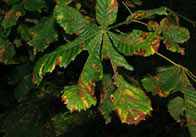 Horsechestnutpart3 2 Horse Chestnut Tree In Autumn