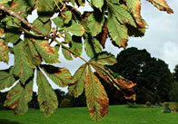 Horsechestnutpart3 Horse Chestnut Tree in Autumn 2 