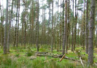 Pine Forest Pine Forest